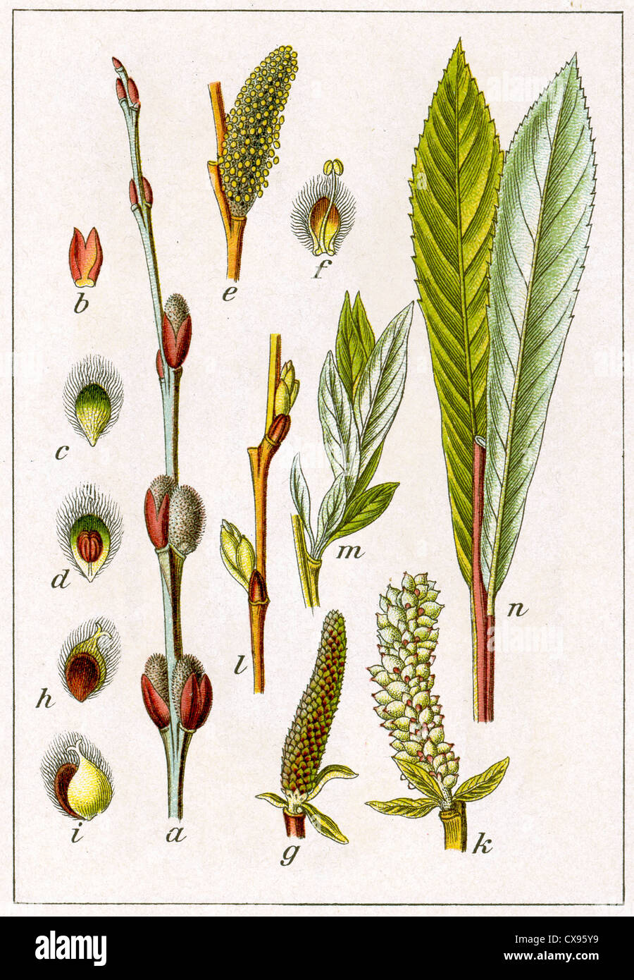 Salix purpurea Stock Photo