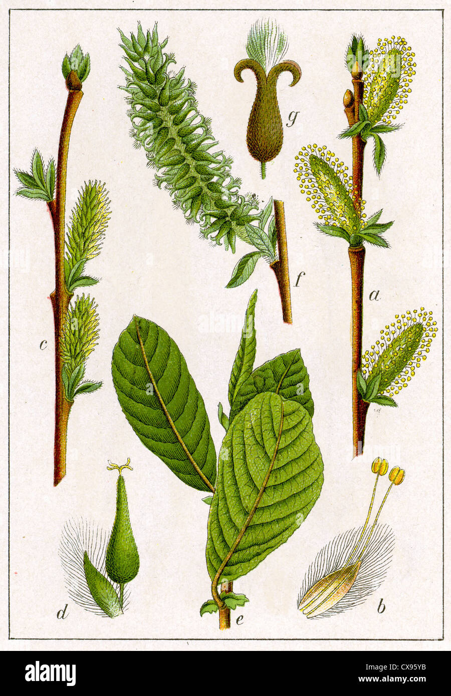 Salix aurita Stock Photo
