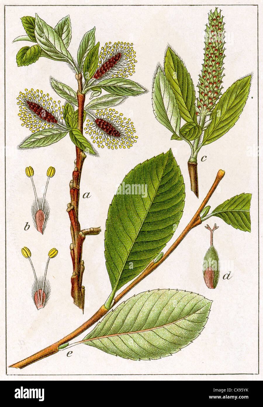 Salix glabra Stock Photo
