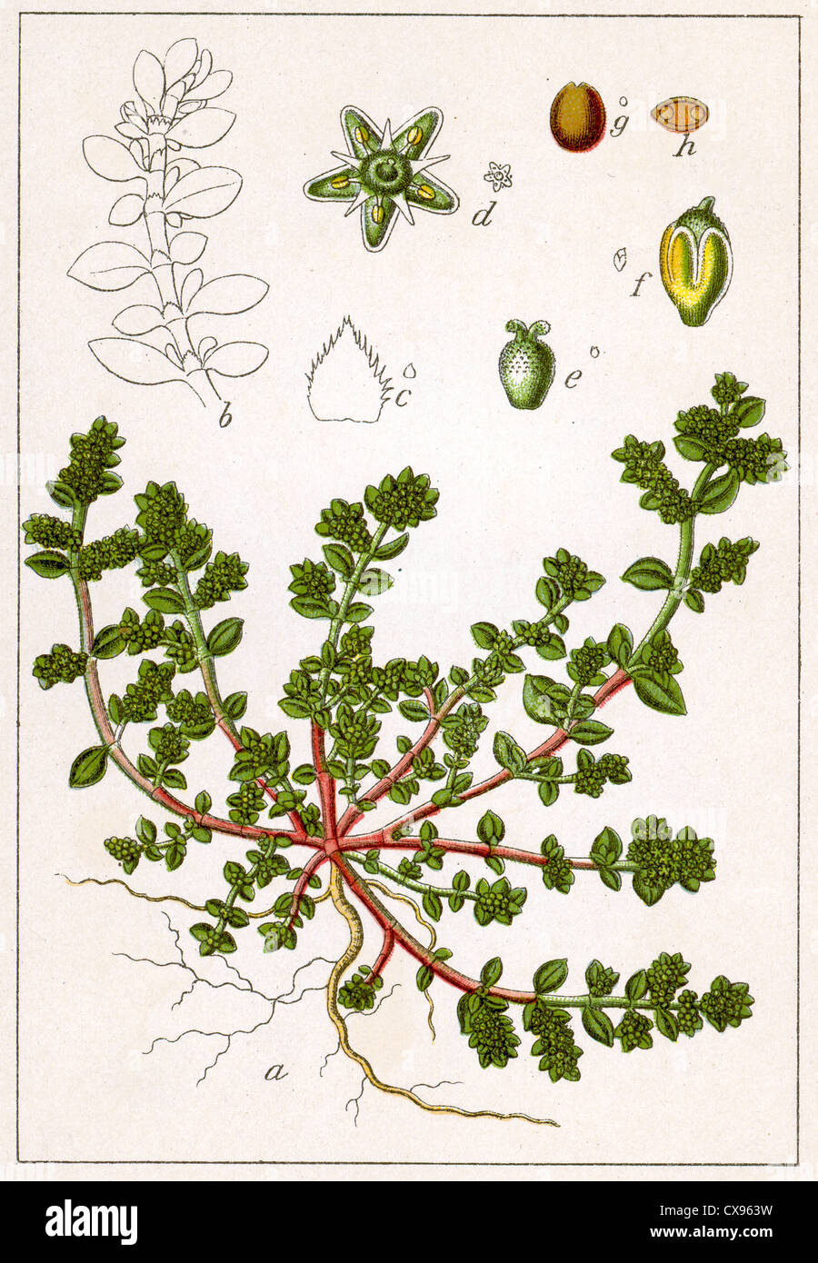 Paronychia herniaria Stock Photo
