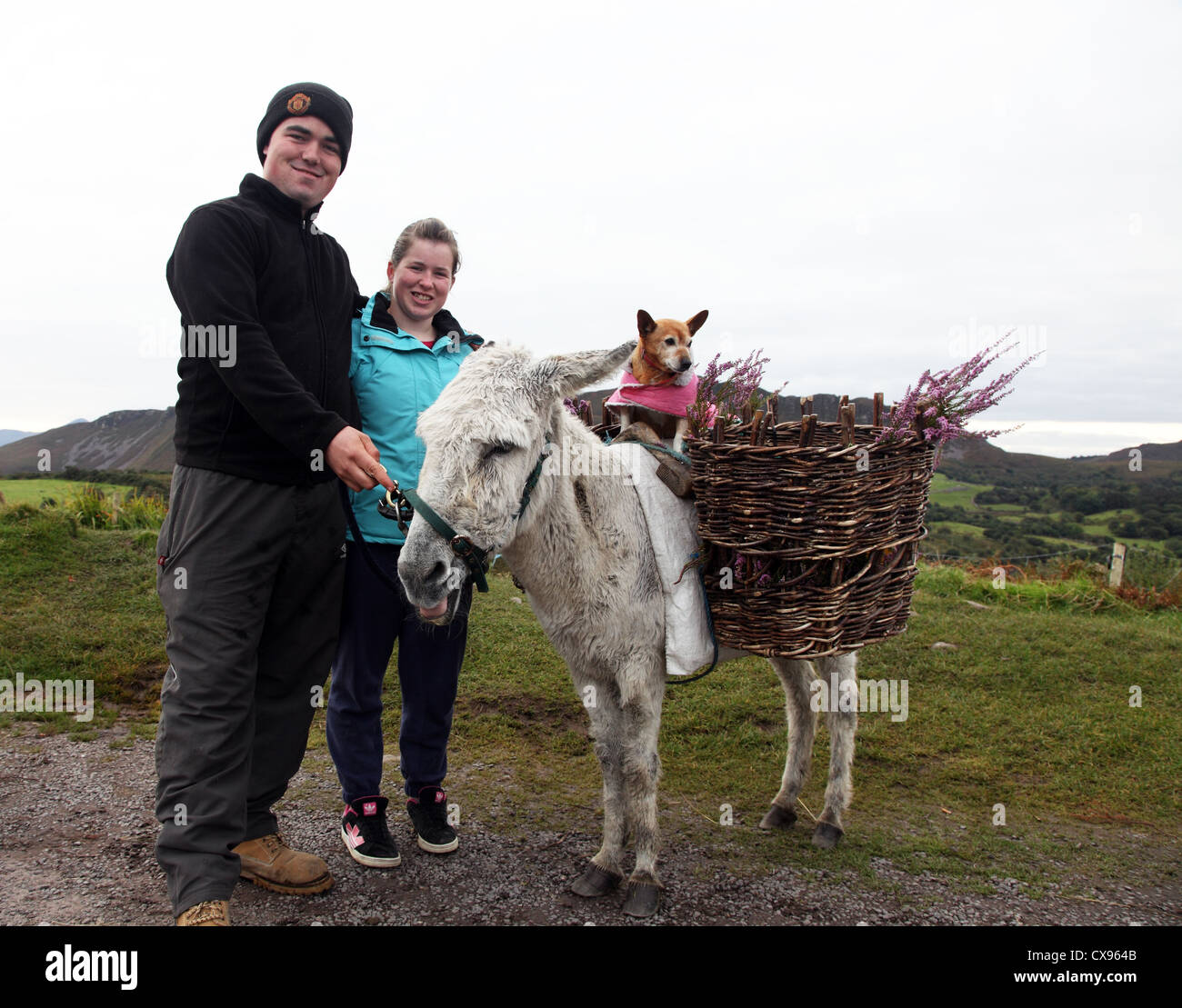 Heather, 43 year-old Irish donkey, with Kerry, her dog companion; Co Kerry, Ireland Stock Photo