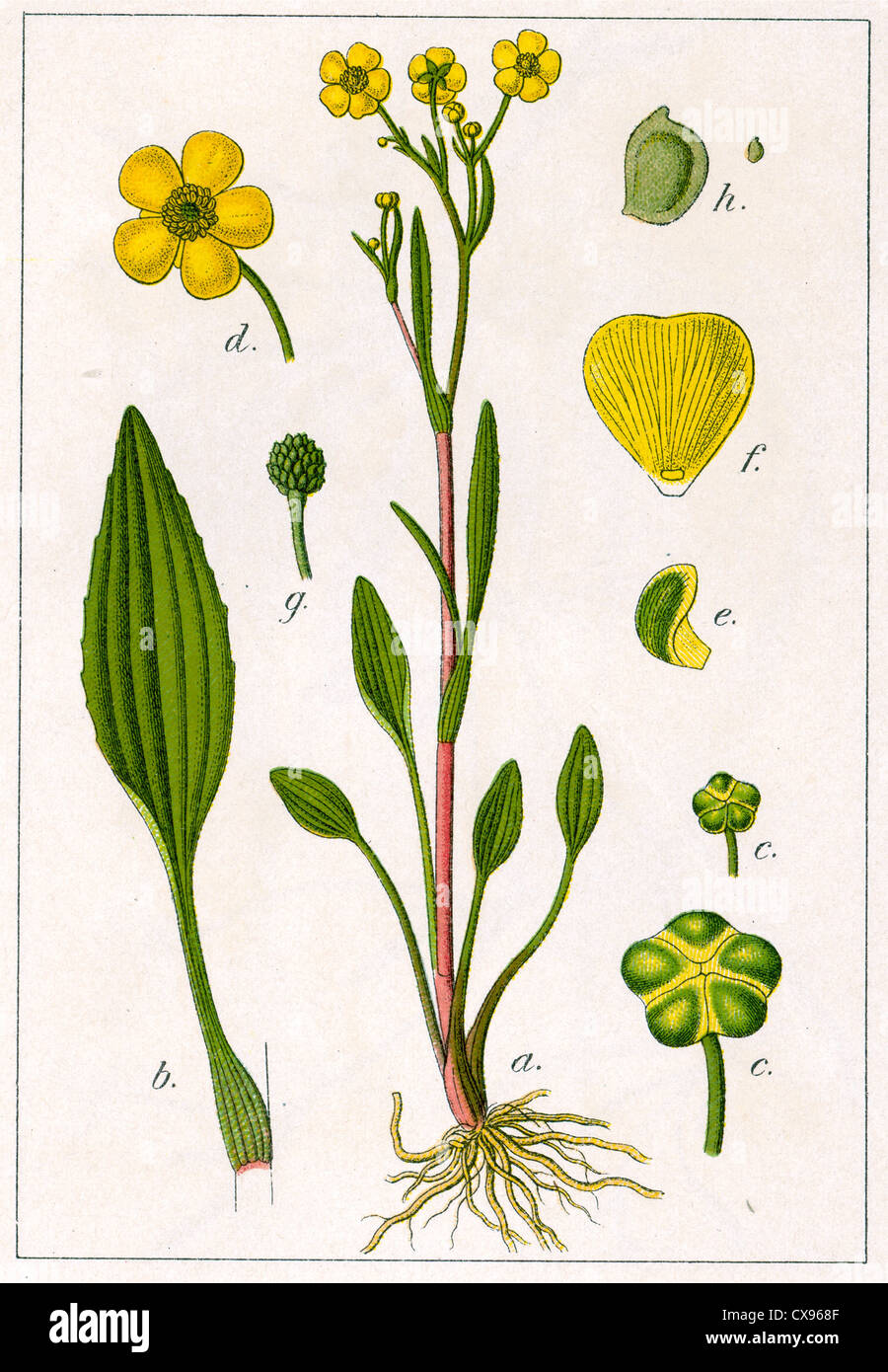 Ranunculus flammula Stock Photo