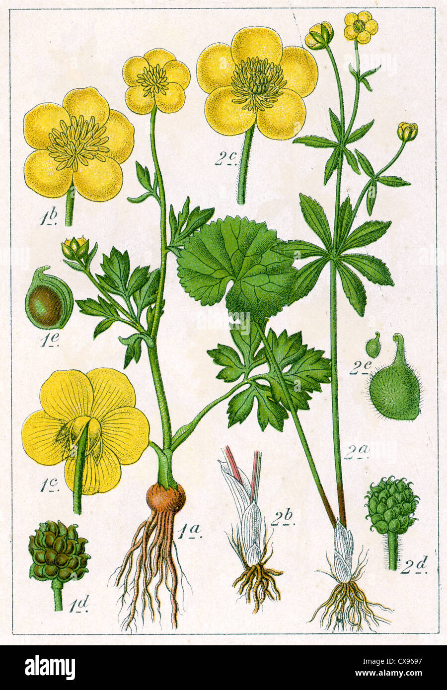 Ranunculus bulbosus - Ranunculus cassubicus Stock Photo