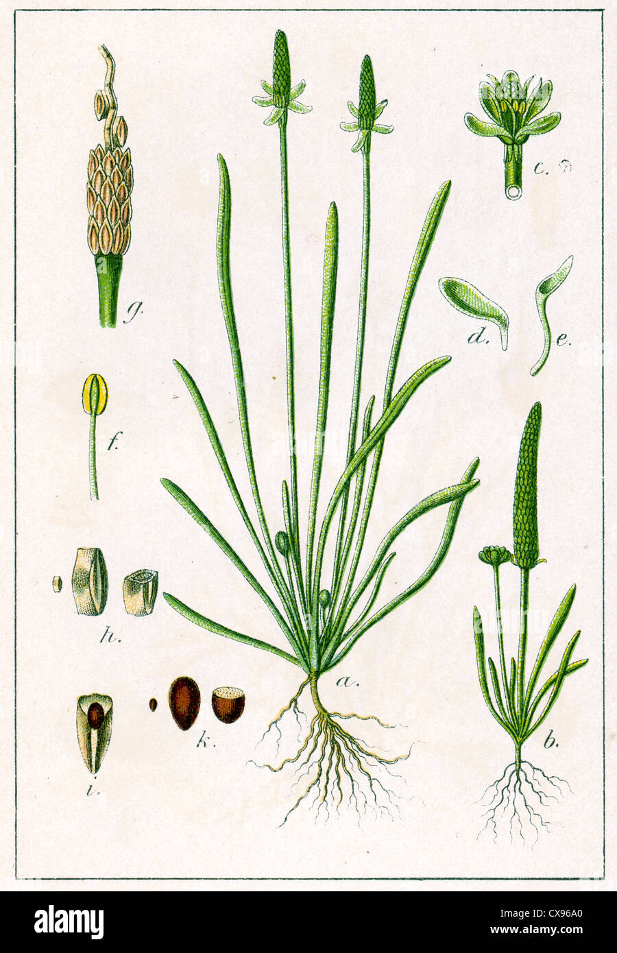 Ranunculus minimus Stock Photo