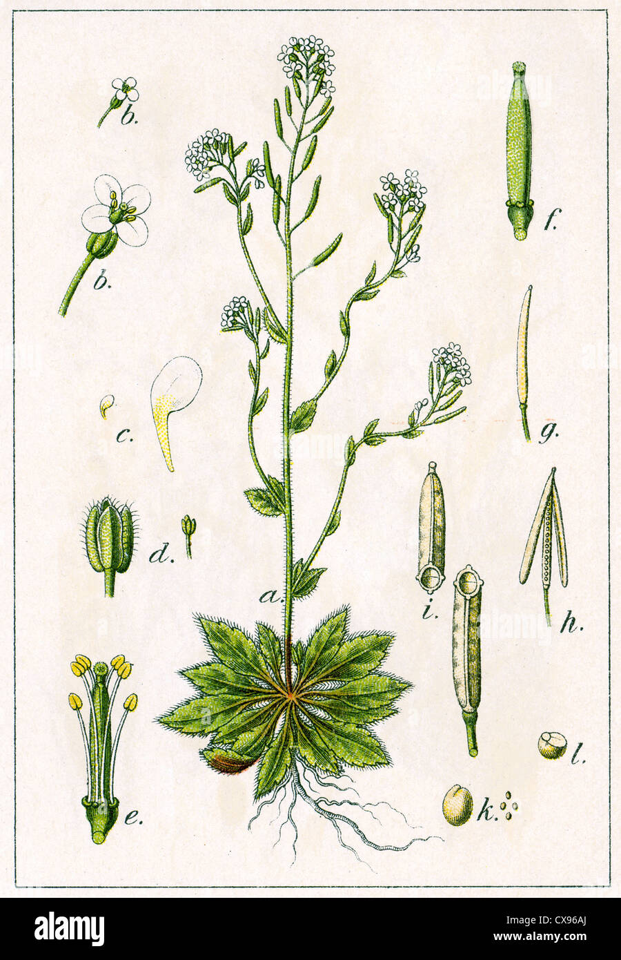 Crucifera Thaliana - Arabidopsis thaliana Stock Photo