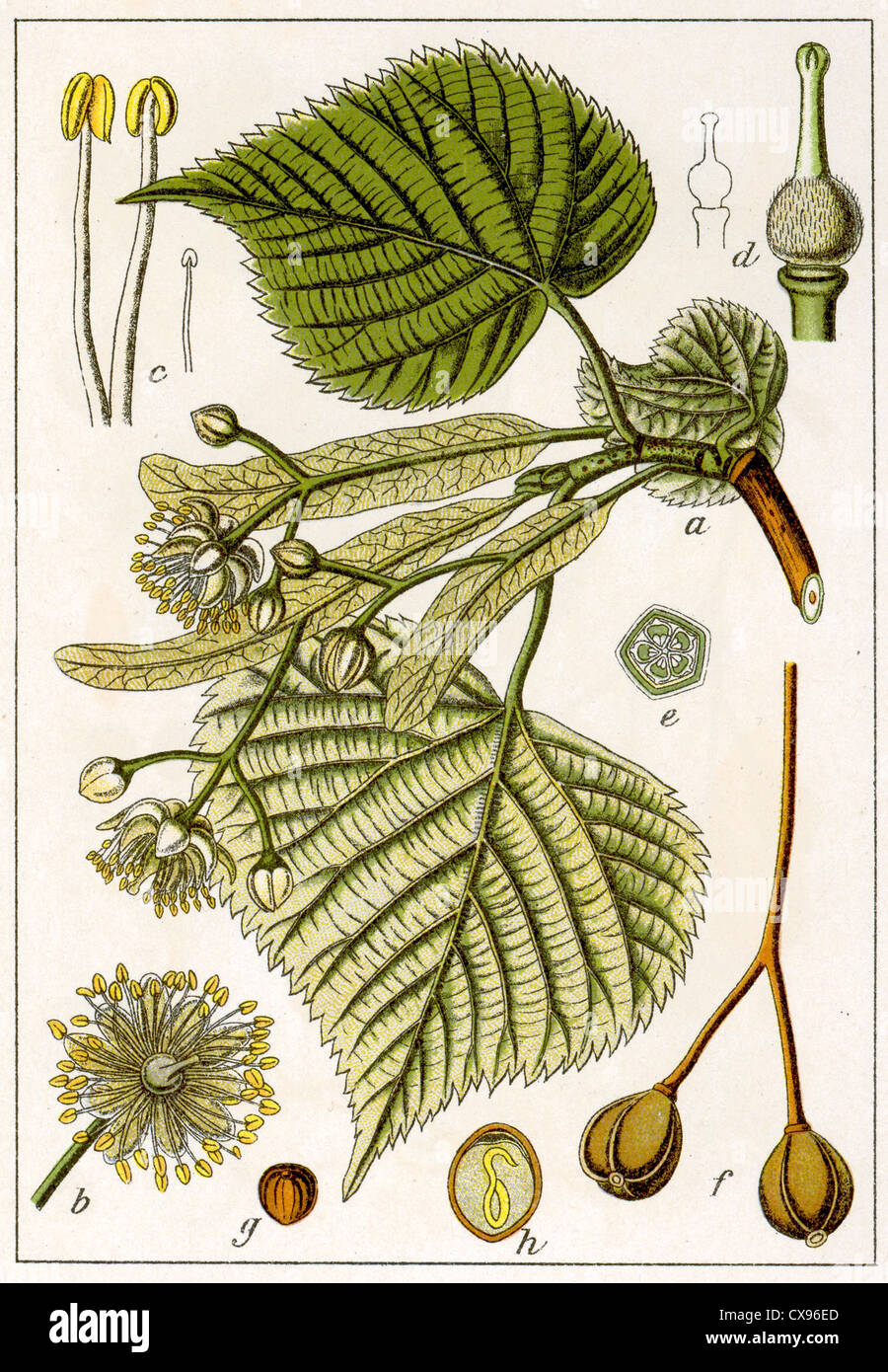 Tilia grandifolia Stock Photo