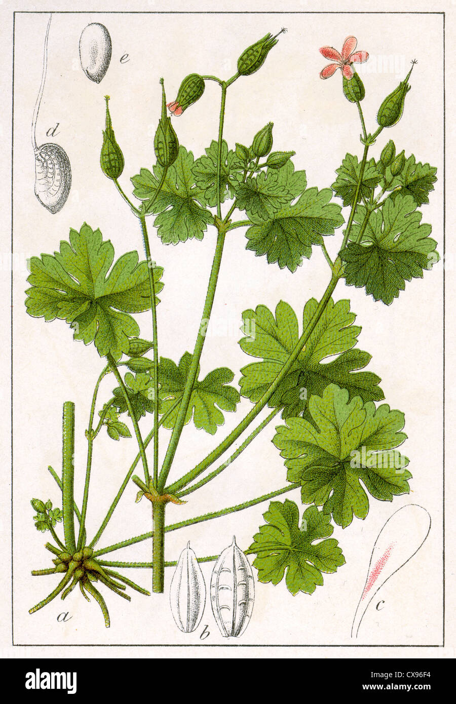 Geranium lucidum Stock Photo
