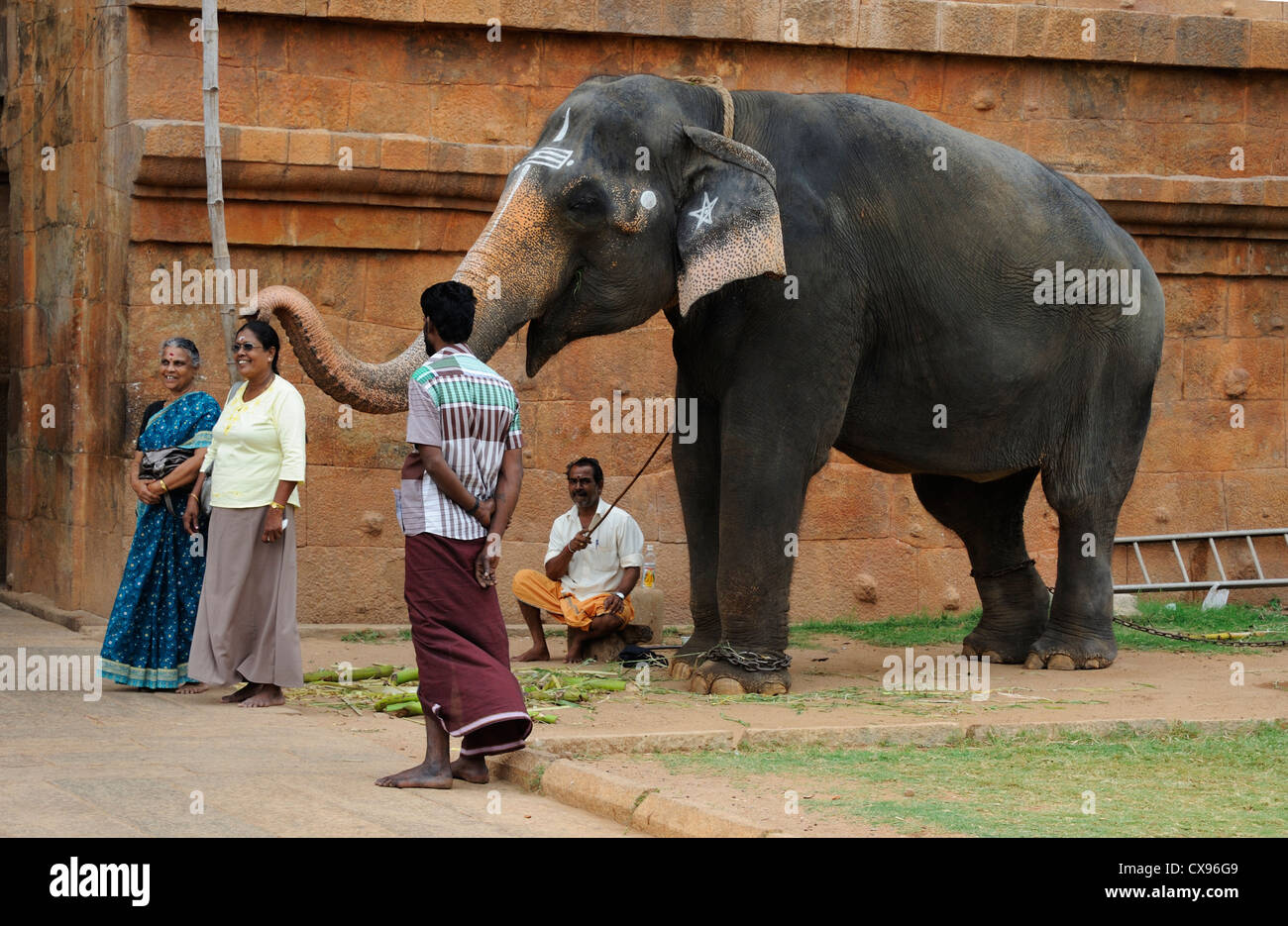 Elephant Blessing, India Stock Photo