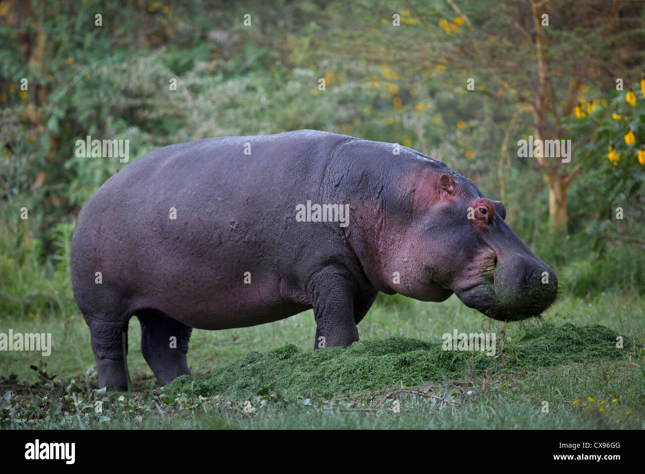 Hippo on land eating. Stock Photo