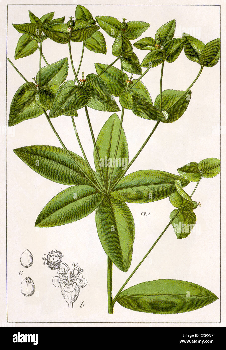 Euphorbia dulcis Stock Photo