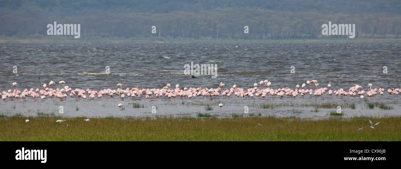 A line of flamingos on the edge of lake Nakuru, Kenya. Stock Photo