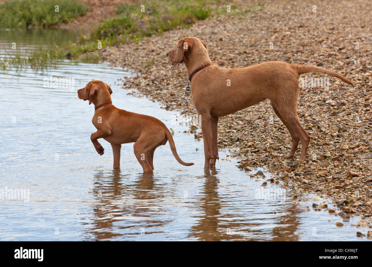 Adult Wire Haired Vizsla With Short Haired Visla Puppy Pointing At