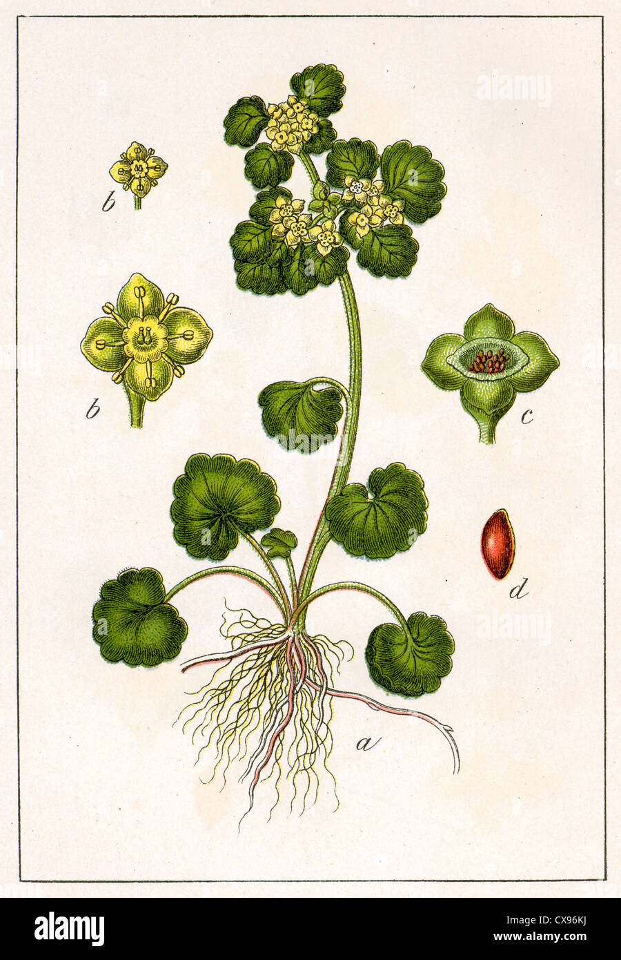 Chrysosplenium alternifolium Stock Photo
