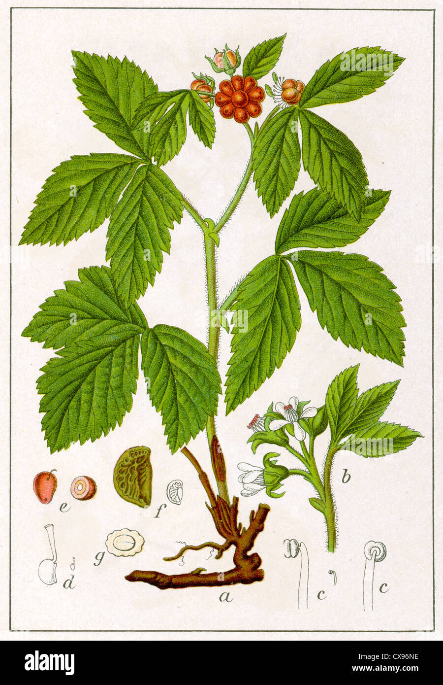 Rubus saxatilis Stock Photo