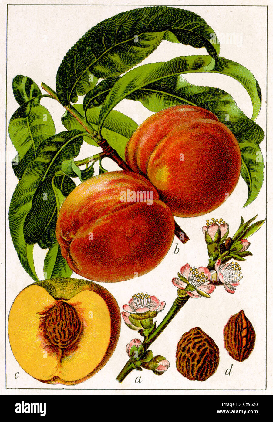 Prunus dubia persica Stock Photo