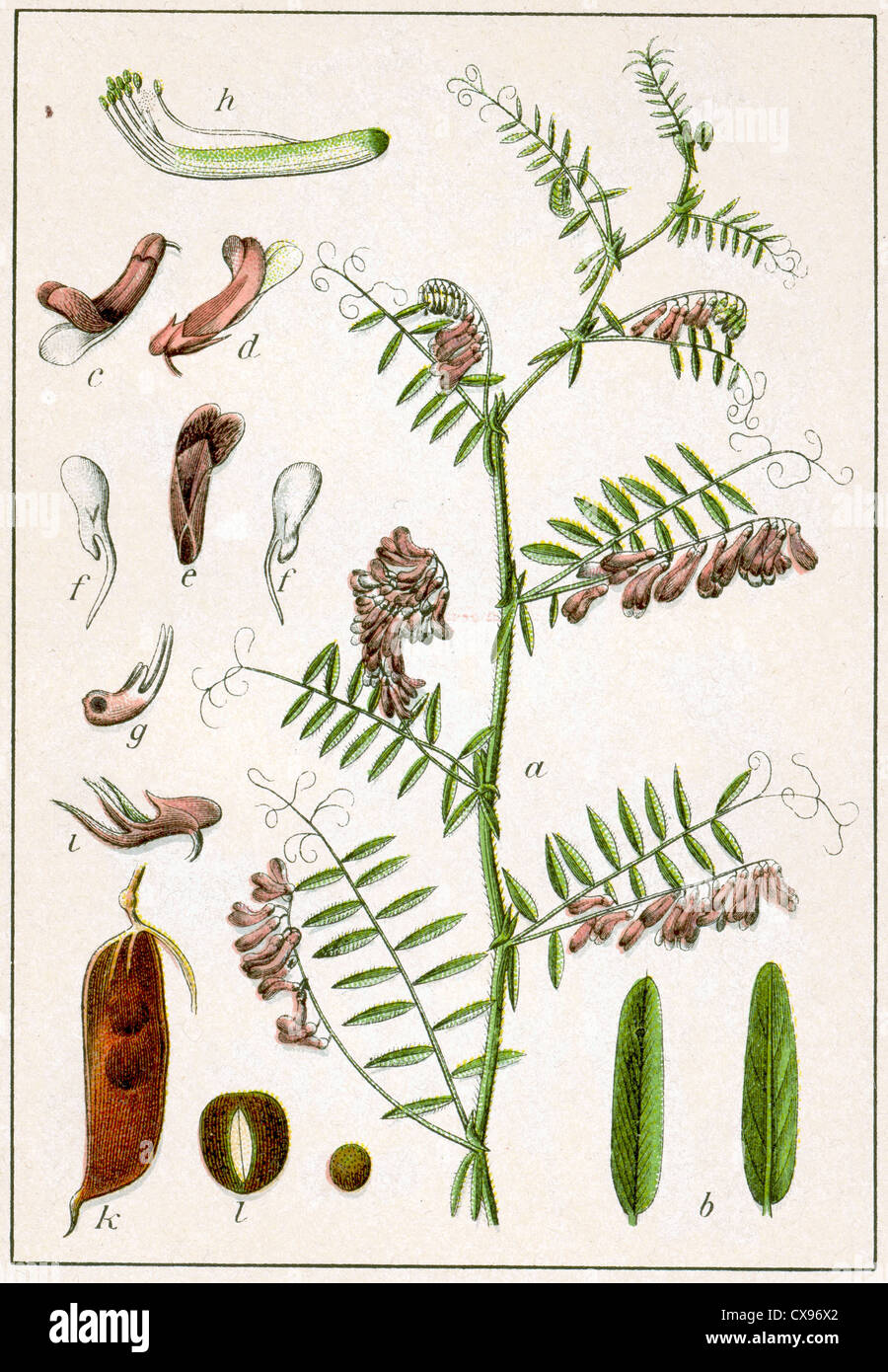 Vicia villosa old names hi-res stock photography and images - Alamy