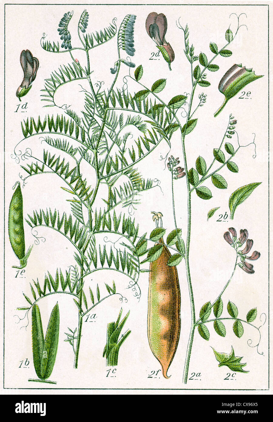 Vicia tenuifolia - Vicia dumetorum Stock Photo