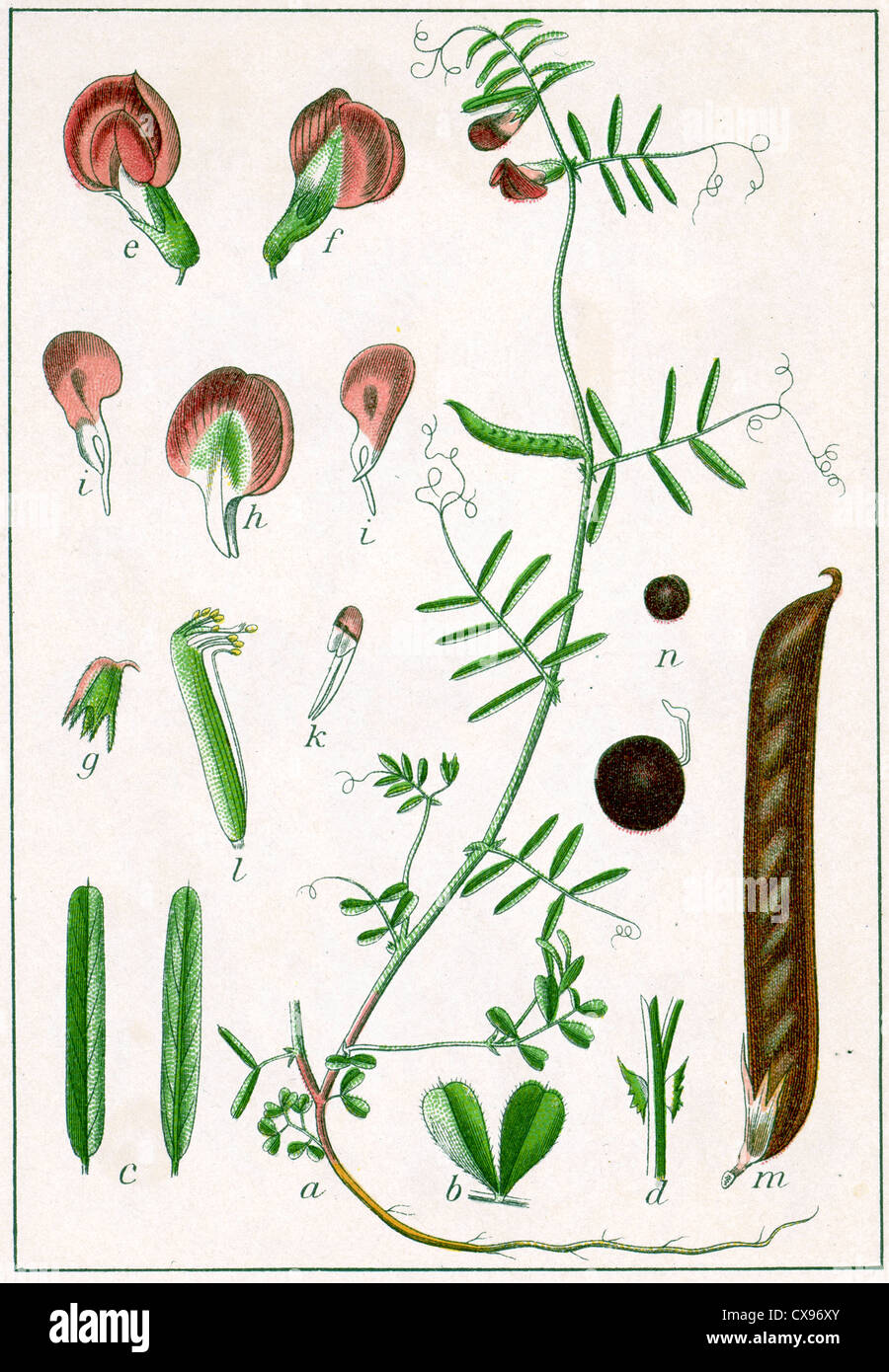 Vicia angustifolia Stock Photo