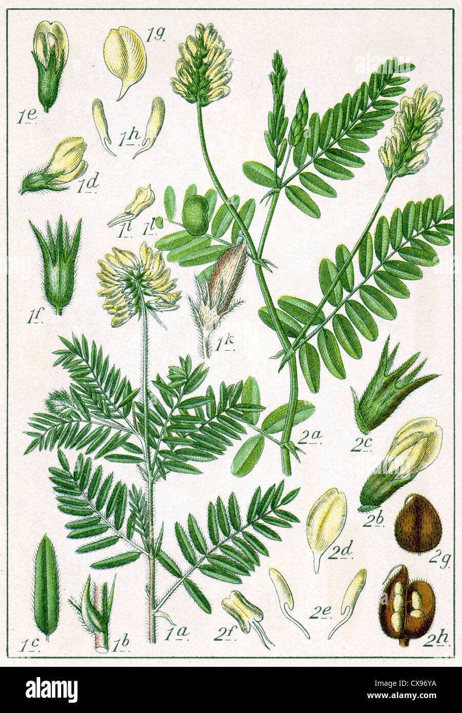 Astragalus pilosus - Astragalus cicer Stock Photo