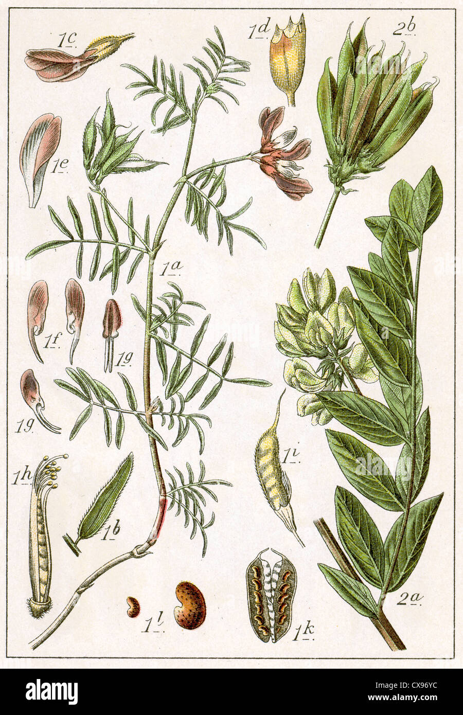 Astragalus arenarius - Astragalus glycyphyllus Stock Photo
