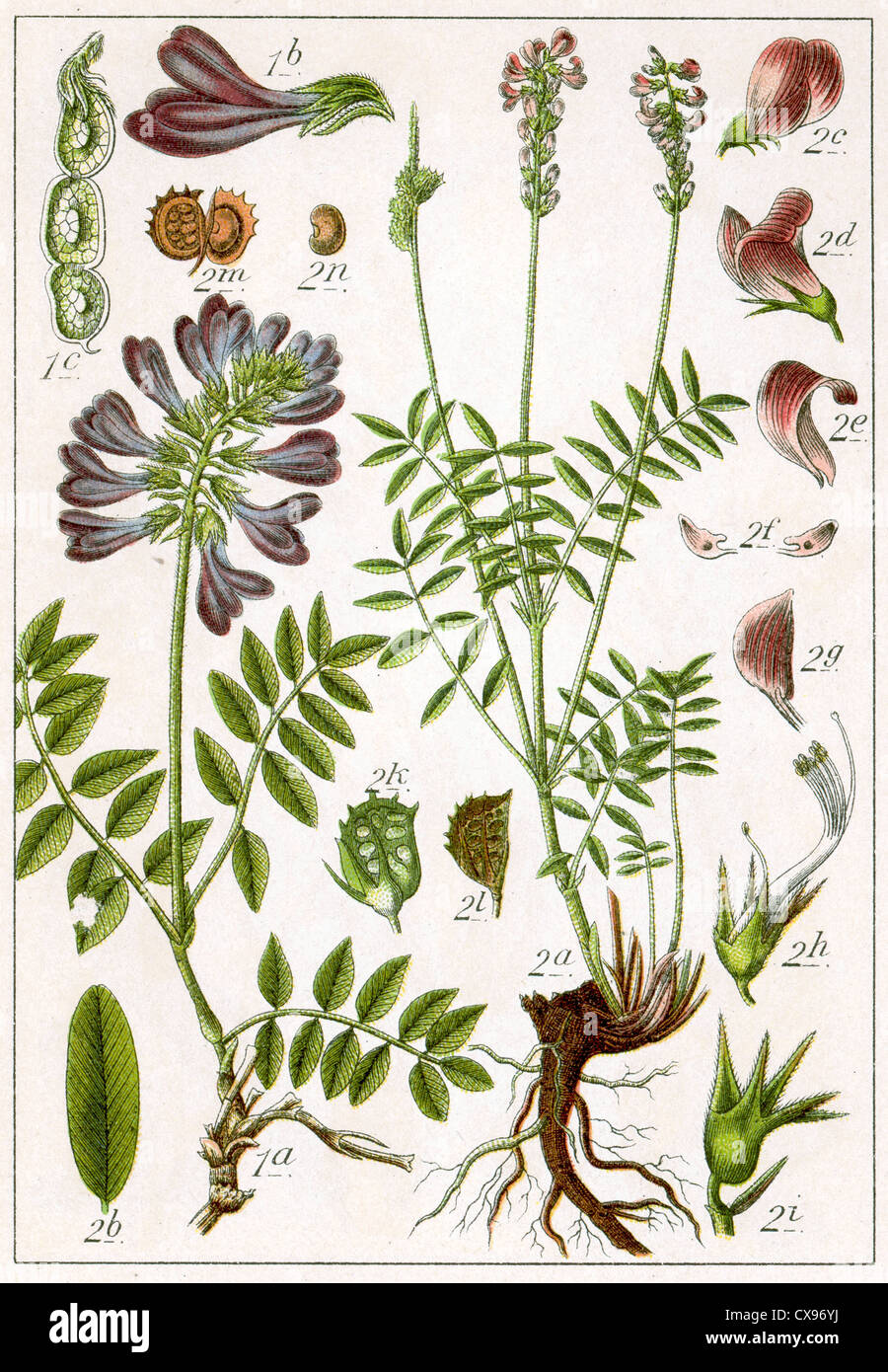 Hedysarum obscurum - Hedysarum onobrychis Stock Photo