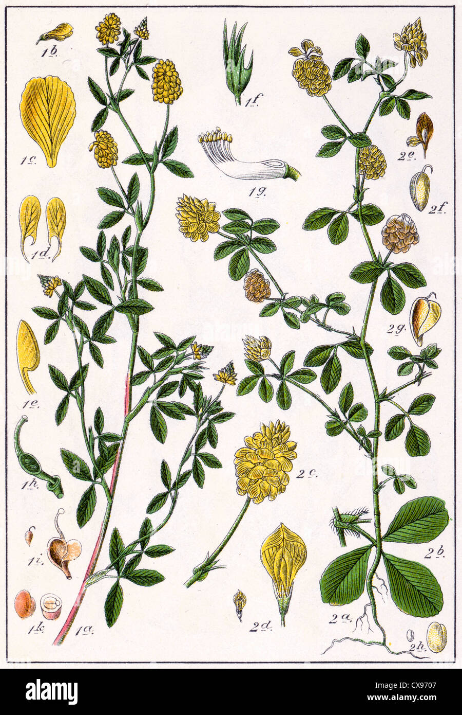 Trifolium aureum - Trifolium procumbens - Trifolium campestre Stock Photo