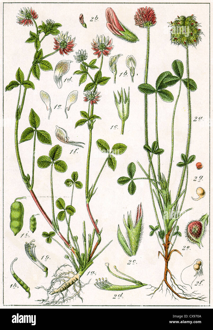 Trofolium elegans suecicum - Trifolium fragiferum Stock Photo