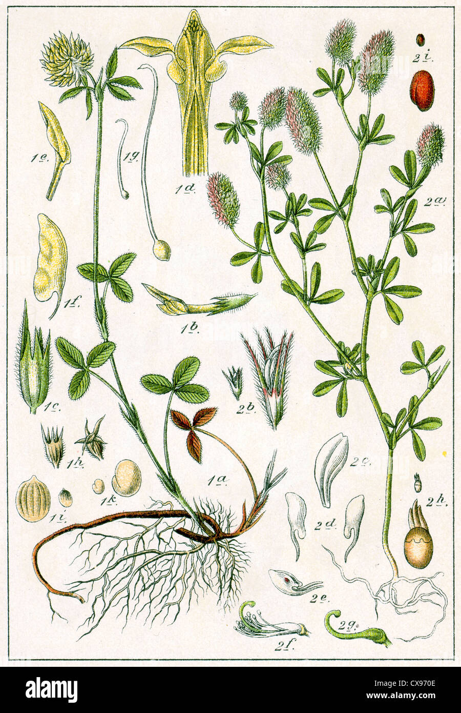 Trifolium ochroleucum - Trifolium arvense Stock Photo