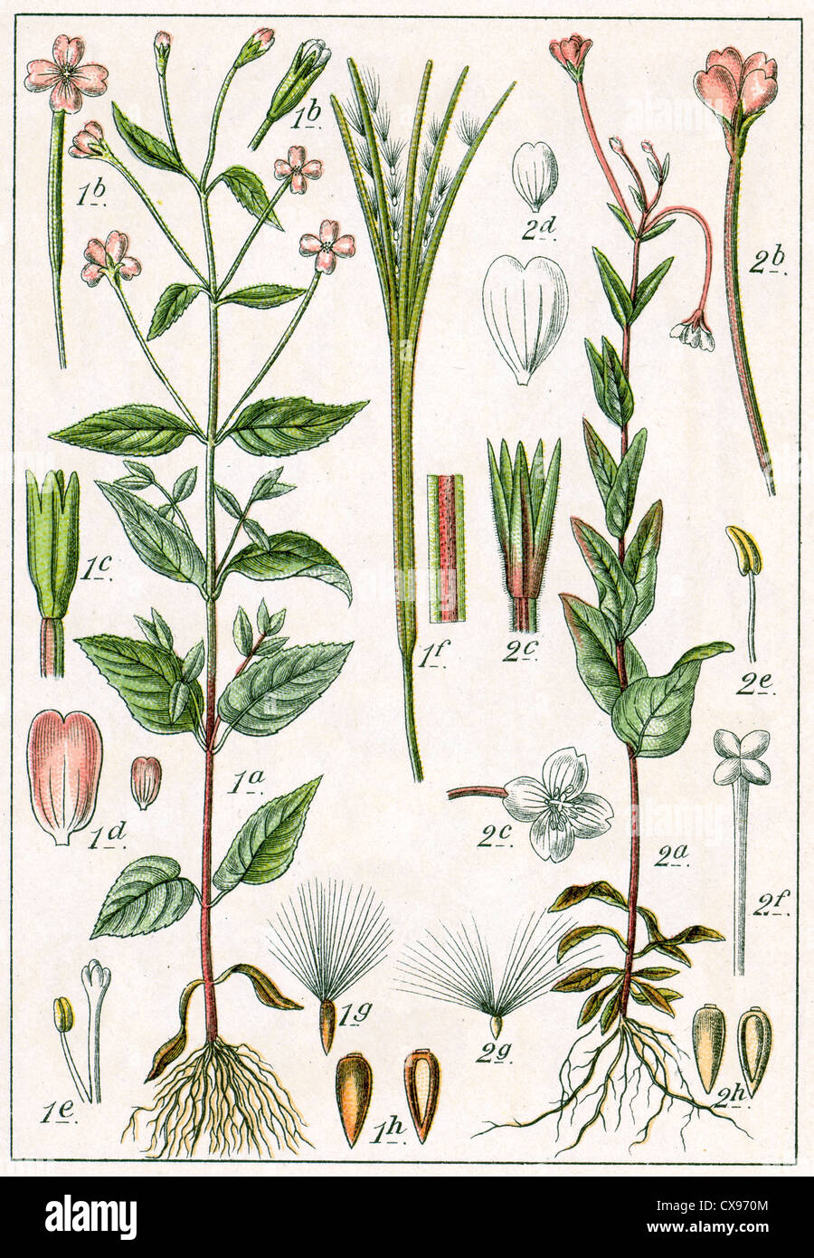 Epilobium montanum - Epilobium hypericifolium Stock Photo
