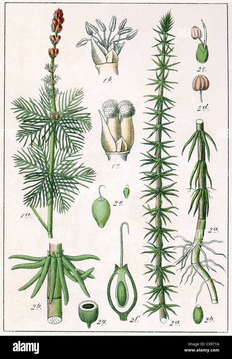 Myriophyllum spicatum - Hippuris generalis Stock Photo