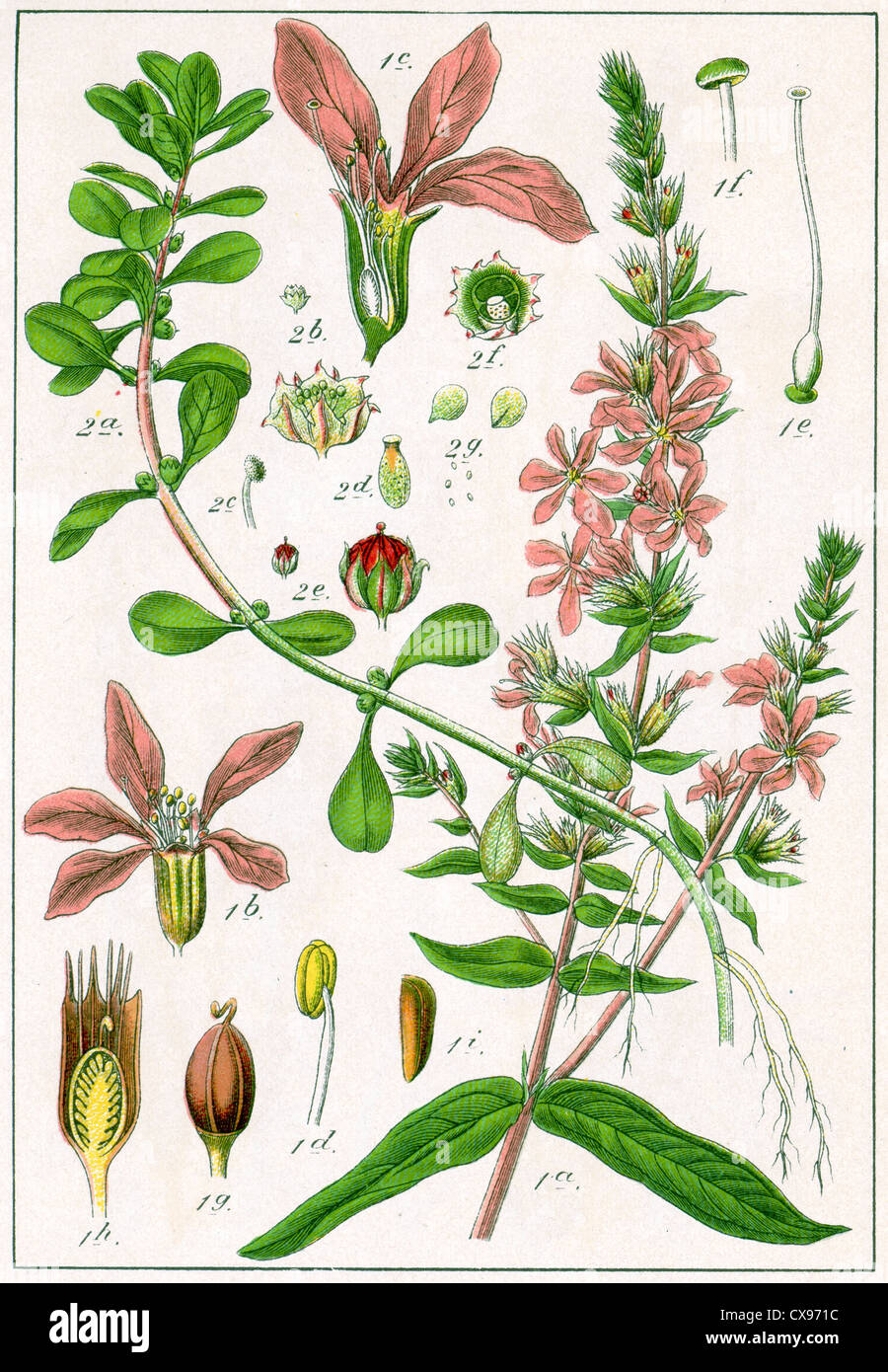 Lythrum salicaria - Peplis portula Stock Photo