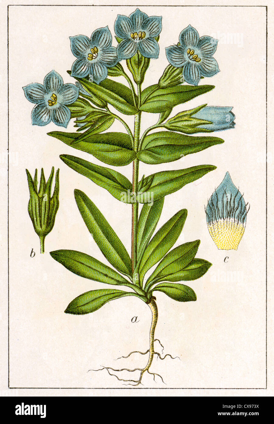 Gentiana obtusifolia Stock Photo