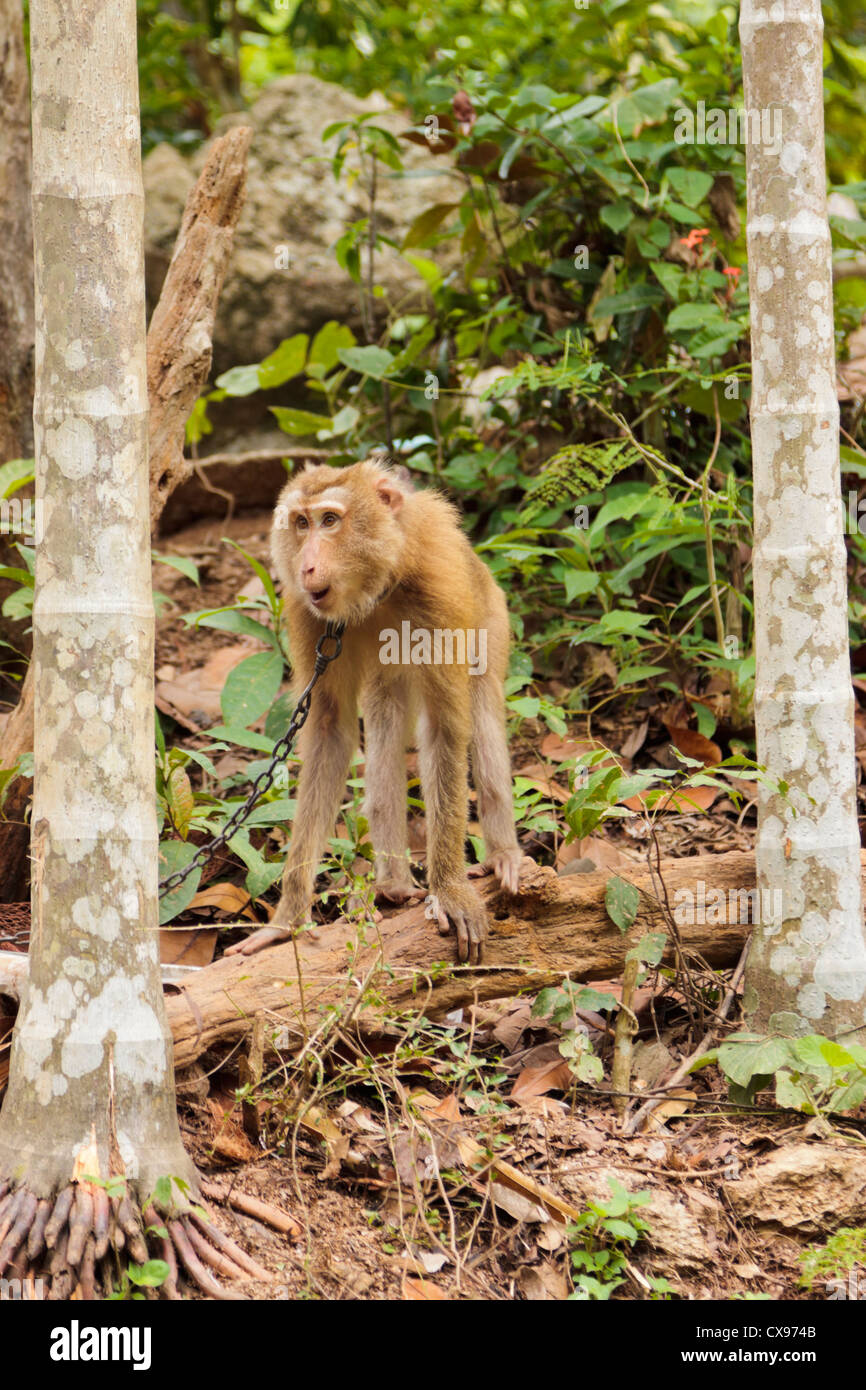 Pet monkey chained to a tree in Koh Samui Stock Photo