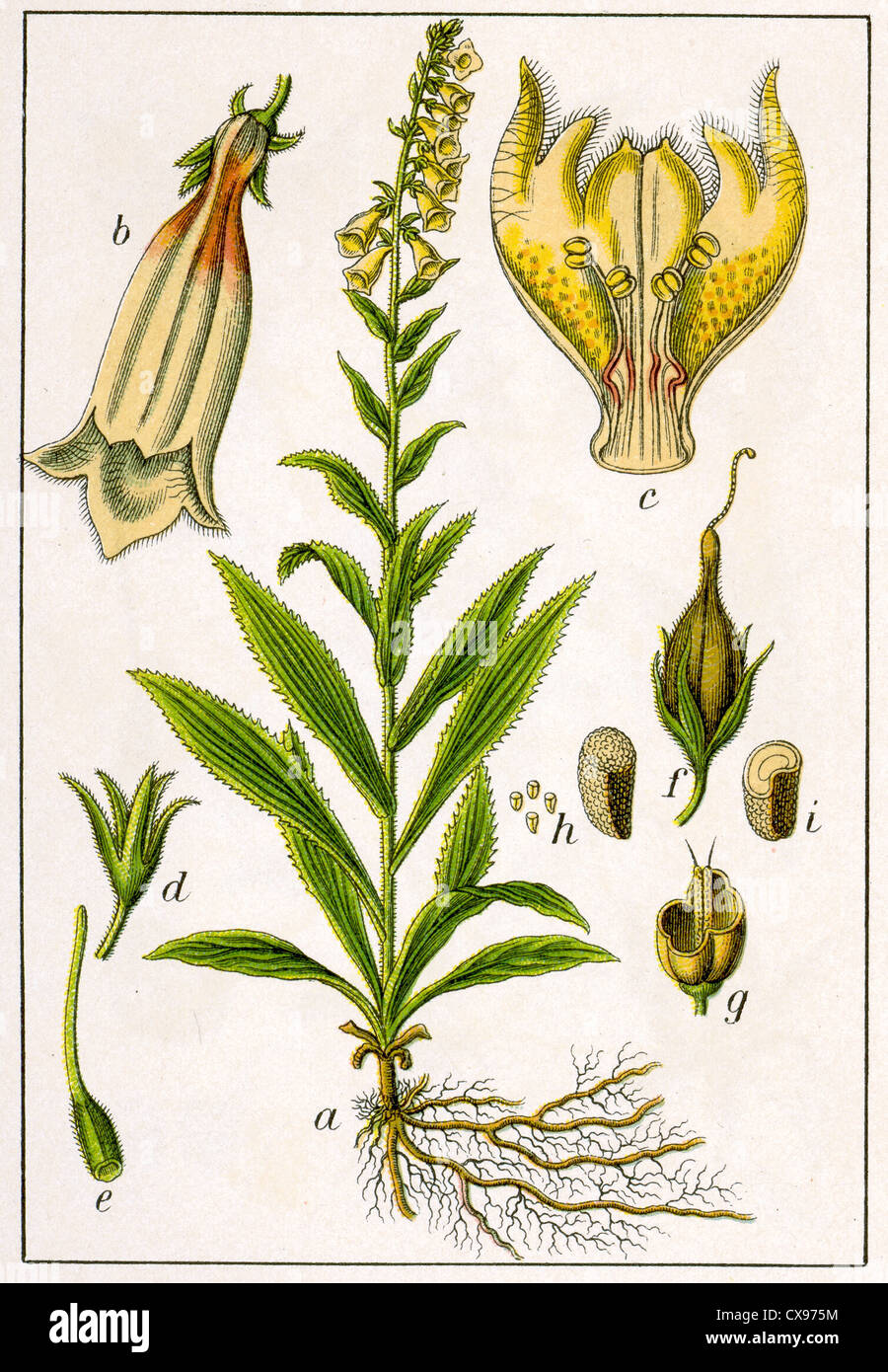 Digitalis grandiflora old names hires stock photography and images Alamy