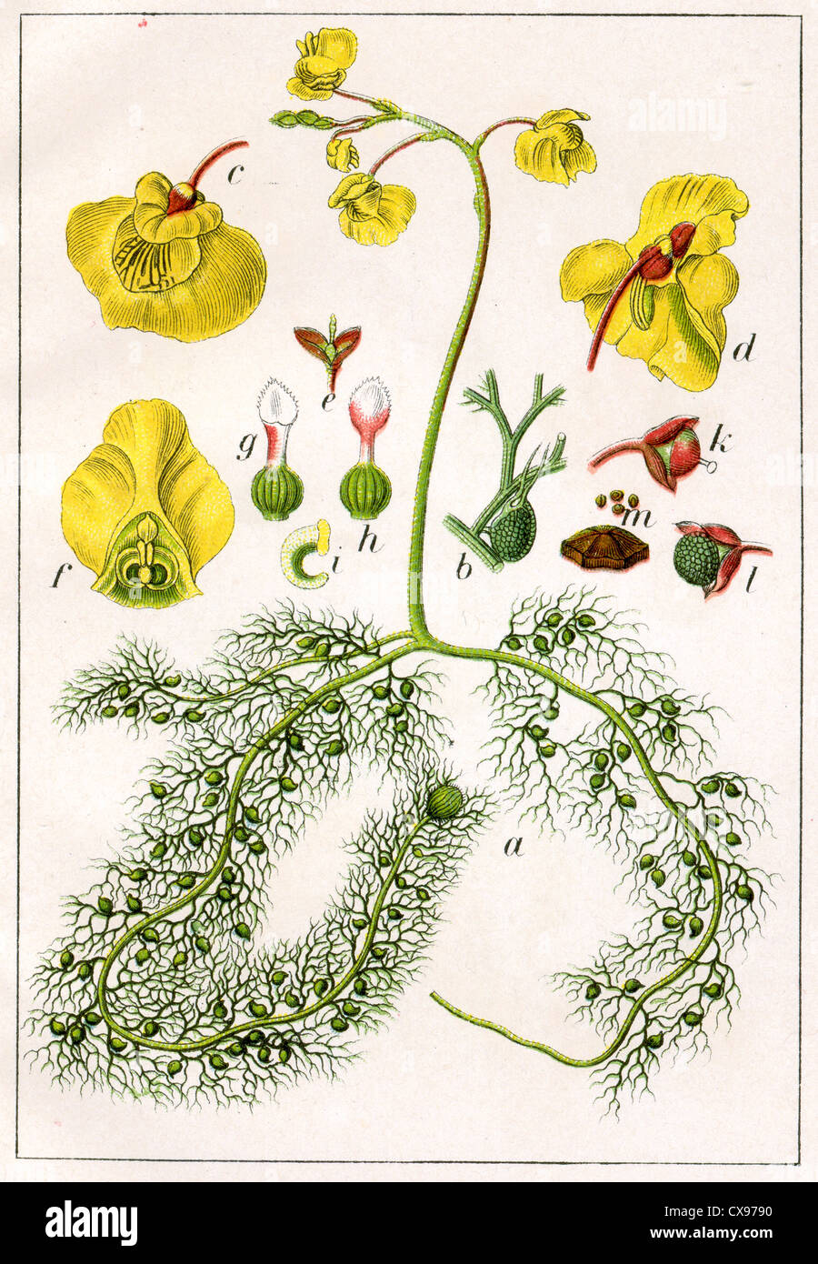 Utricularia vulgaris Stock Photo
