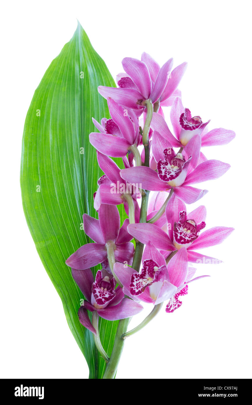 Purple cymbidium with green leave, isolated on white Stock Photo