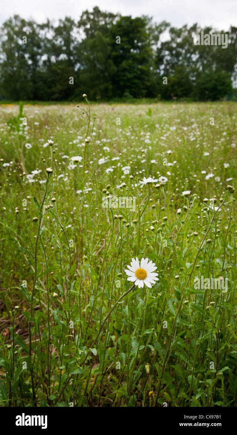Lone daisy in foreground of meadow, with trees in background Stock Photo