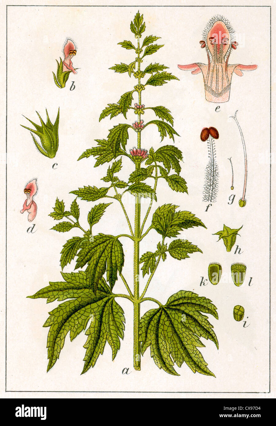 1 leonurus cardiaca hires stock photography and images Alamy