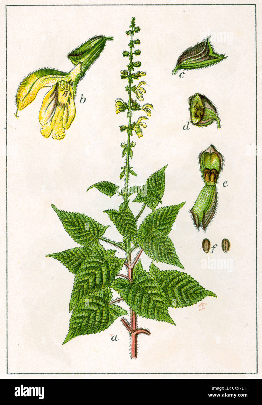Salvia glutinosa Stock Photo