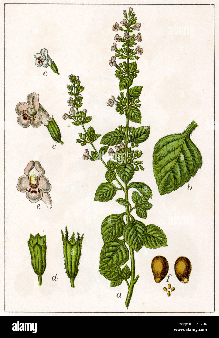 Thymus calamintha Stock Photo