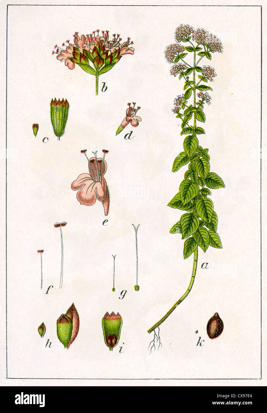 Thymus origanum Stock Photo