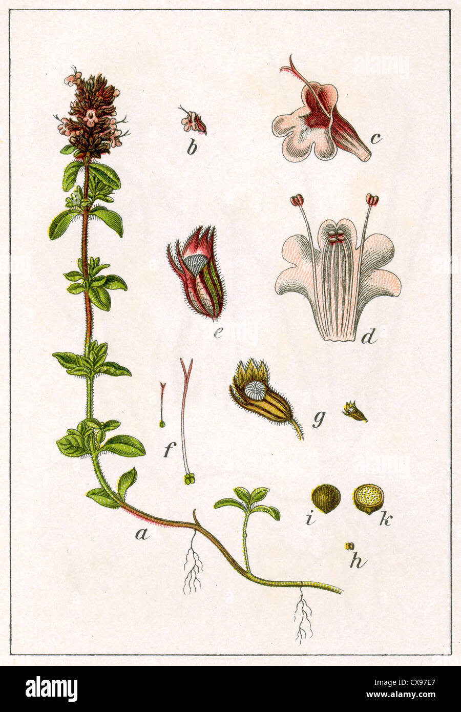 Thymus chamaedrys Stock Photo