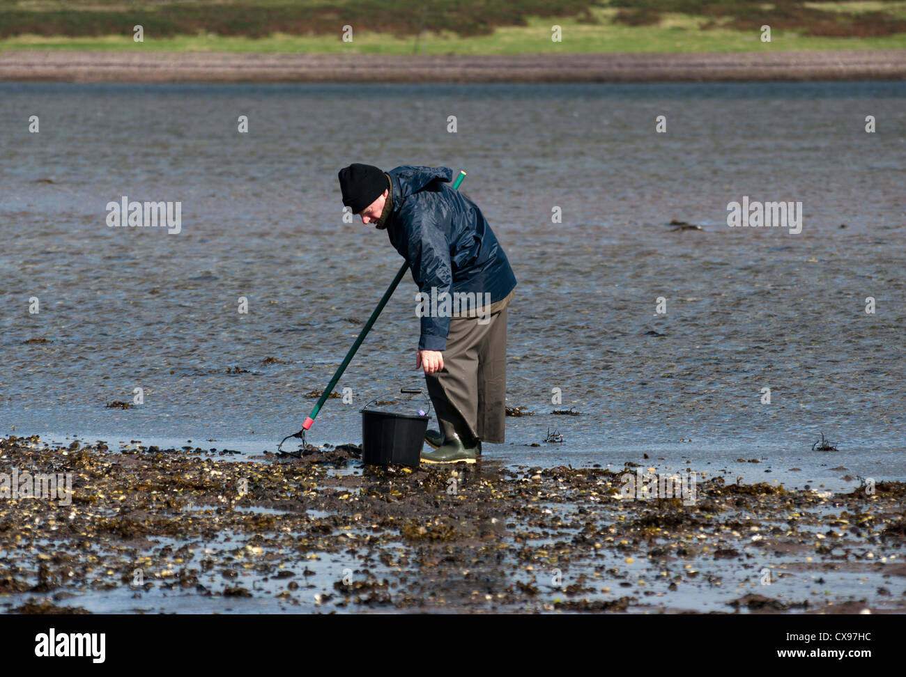 Cockler Digging For Cockles On The Doirlinn leading Out To Davaar Island Argyll and Bute Scotland at Low Tide Stock Photo