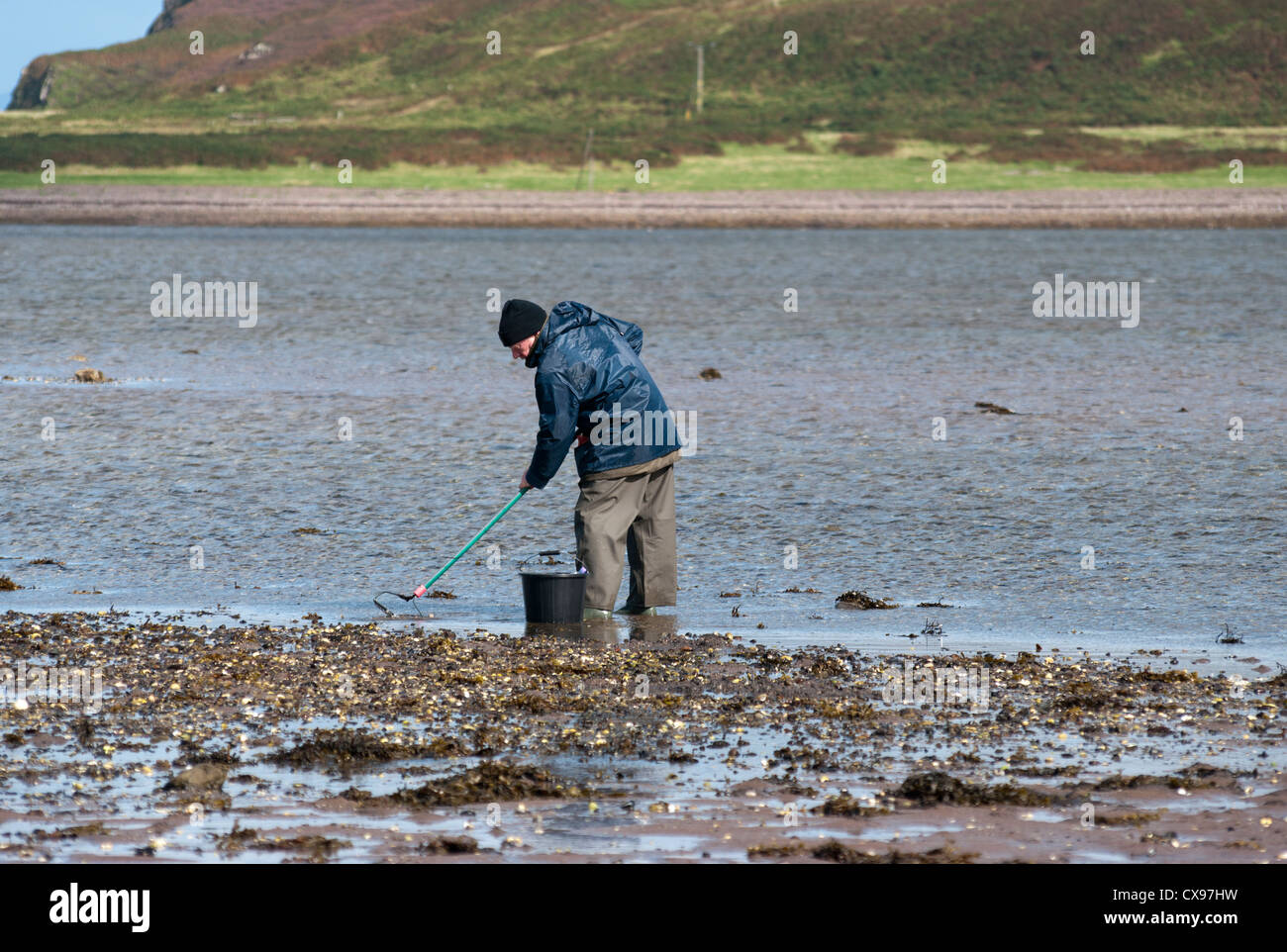 Cockler Digging For Cockles On The Doirlinn leading Out To Davaar Island Argyll and Bute Scotland at Low Tide Stock Photo