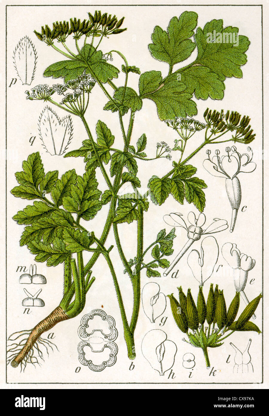 Chaerophyllum temulum Stock Photo