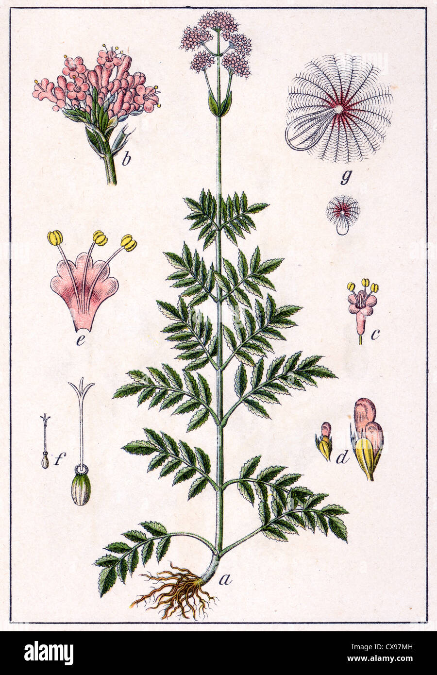 Valeriana sambucifolia Stock Photo