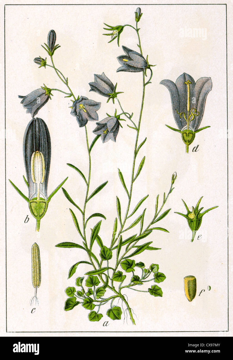 Campanula rotundifolia Stock Photo
