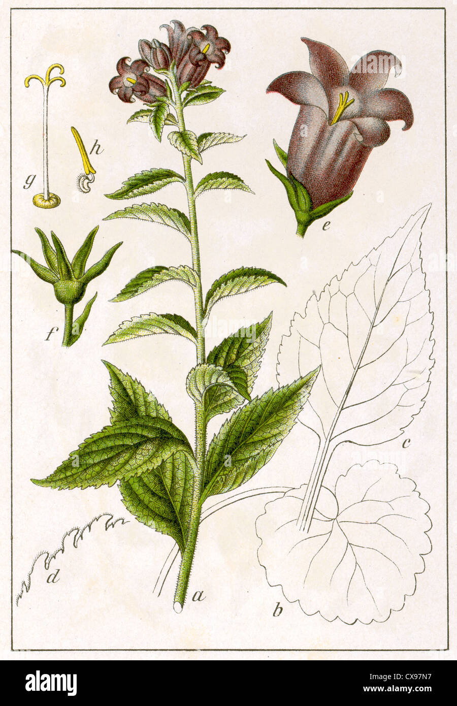 Campanula latifolia Stock Photo