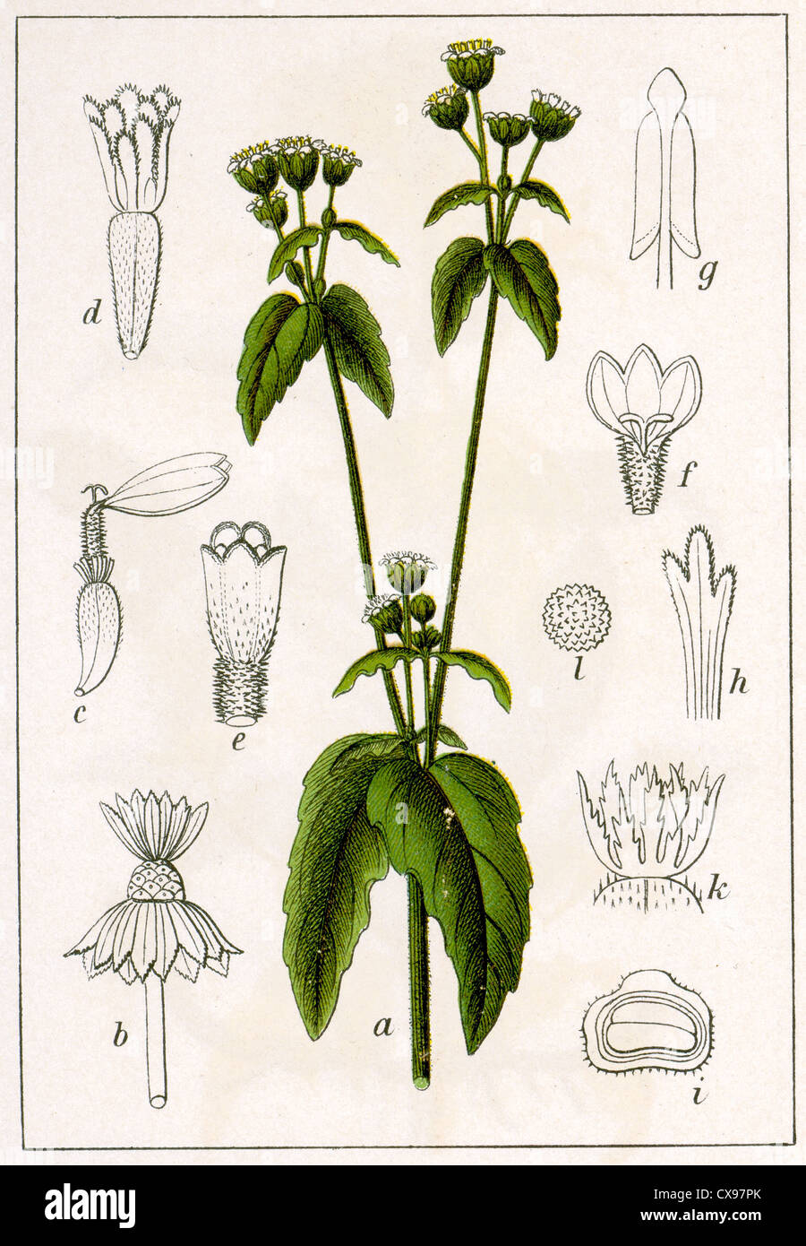 Galinsoga parviflora Stock Photo