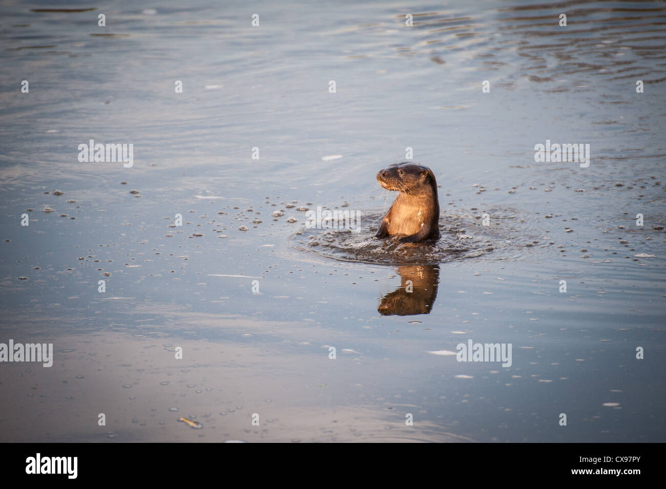 Otter on the River Stour, Blandford, Dorset Stock Photo